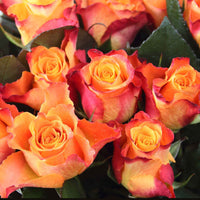 Grootbloemige roos Rosa Britannia ® Zalm-Roze - Winterhard - Plantsoort
