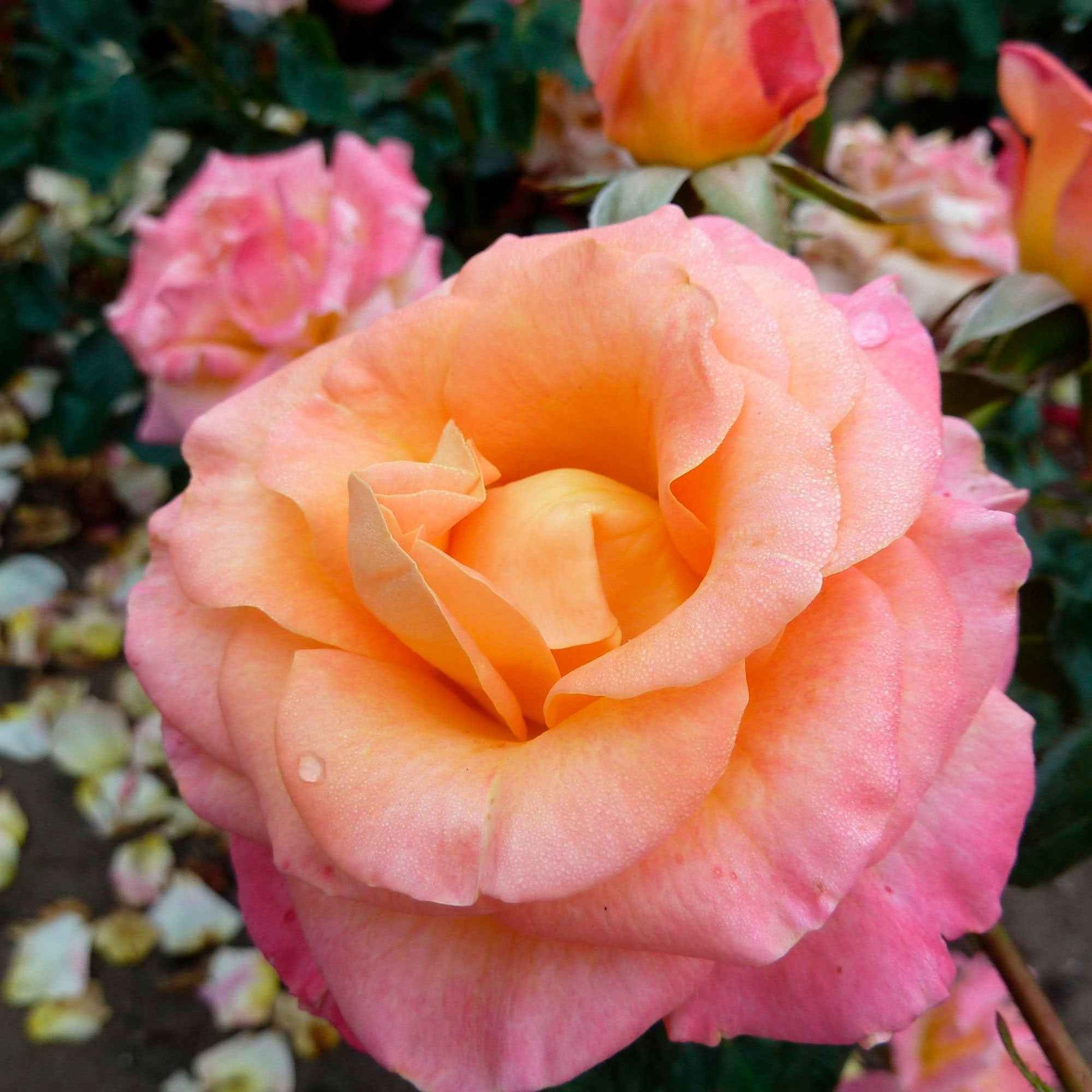 Grootbloemige roos Rosa Britannia ® Zalm-Roze - Winterhard - Plant eigenschap