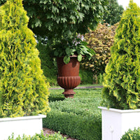 Westerse levensboom Thuja Golden Smaragd - Winterhard - Groenblijvende tuinplanten