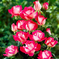 Grootbloemige roos Rosa Rose Gaujard rood - Winterhard - Geurende rozen