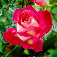Grootbloemige roos Rosa Rose Gaujard rood - Winterhard - Plant eigenschap