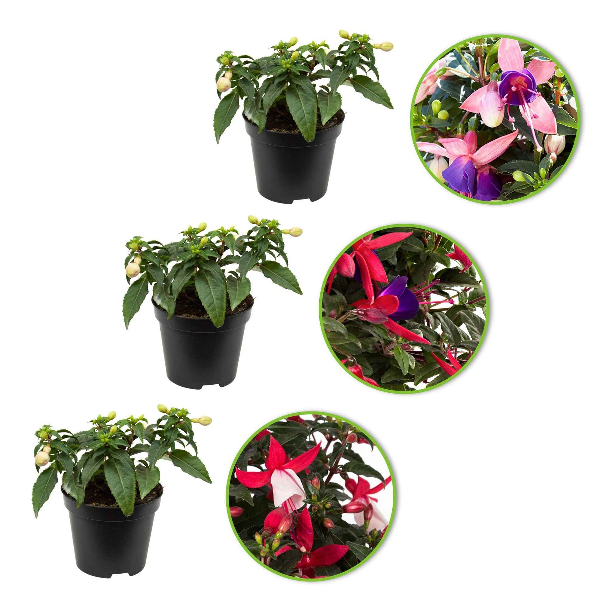 3x Fuchsia Evita + Mariska + Sacha paars-roze-wit - Bloeiende tuinplanten