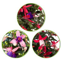 3x Fuchsia Evita + Mariska + Sacha paars-roze-wit - Balkonplanten