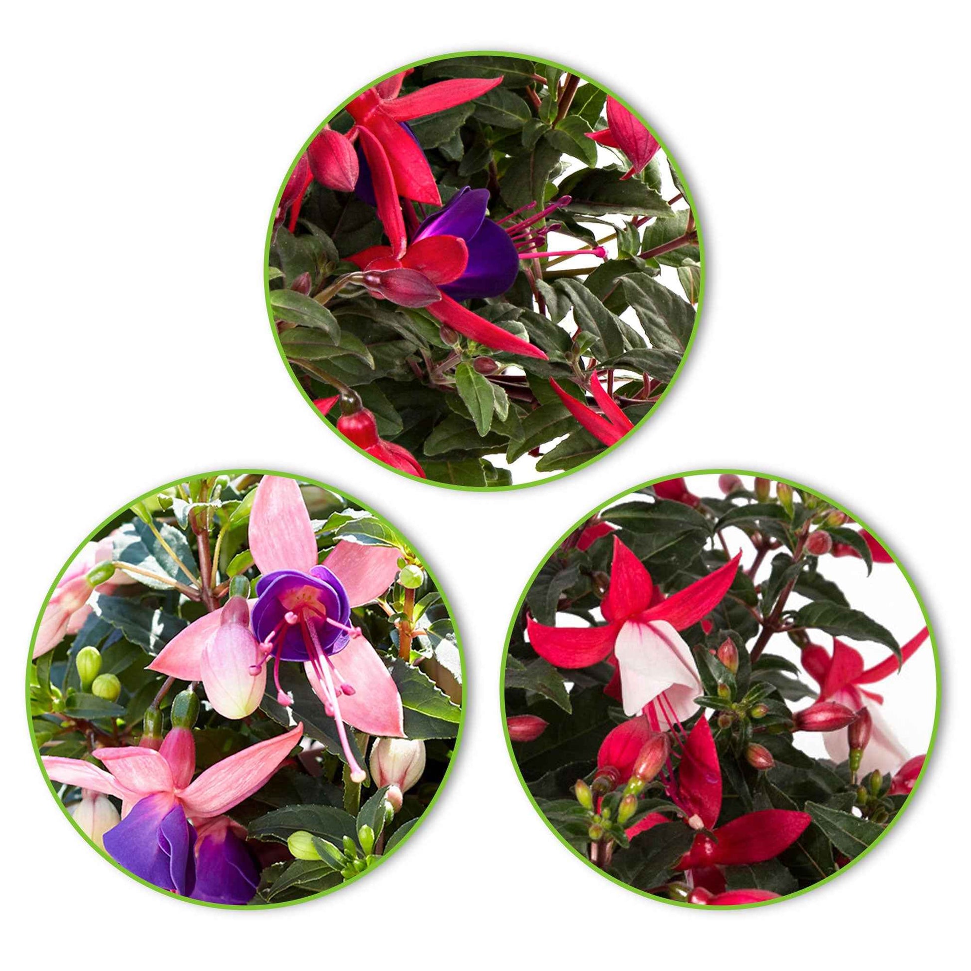 3x Fuchsia Evita + Mariska + Sacha paars-roze-wit - Terras- en balkonplanten