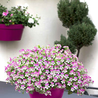 3x Geranium Pelargonium Mosquitaway Louise wit-roze - Plant eigenschap