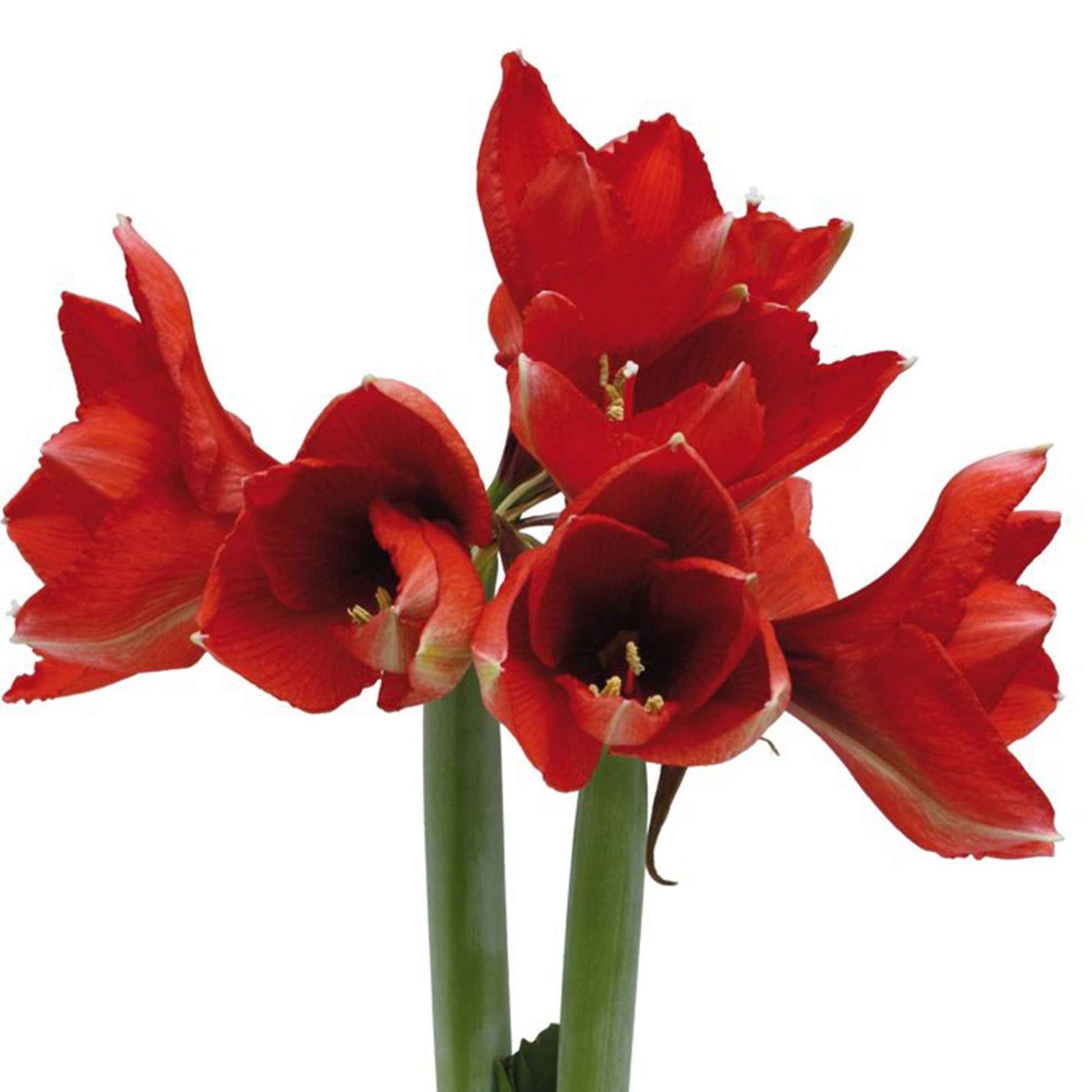 Amaryllis Wonderful X-mas Rood - Alle populaire bloembollen