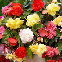 5x Begonia - Mix Daydreaming - Alle bloembollen
