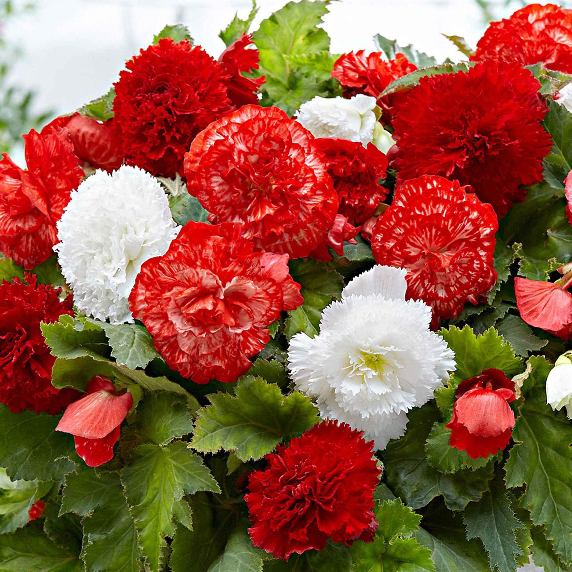 Begonia - Mix Mambo rood-wit - Alle bloembollen