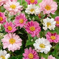 3x Herfstanemoon Anemone hupehensis rood-roze-wit - Bare rooted - Winterhard - Alle vaste tuinplanten