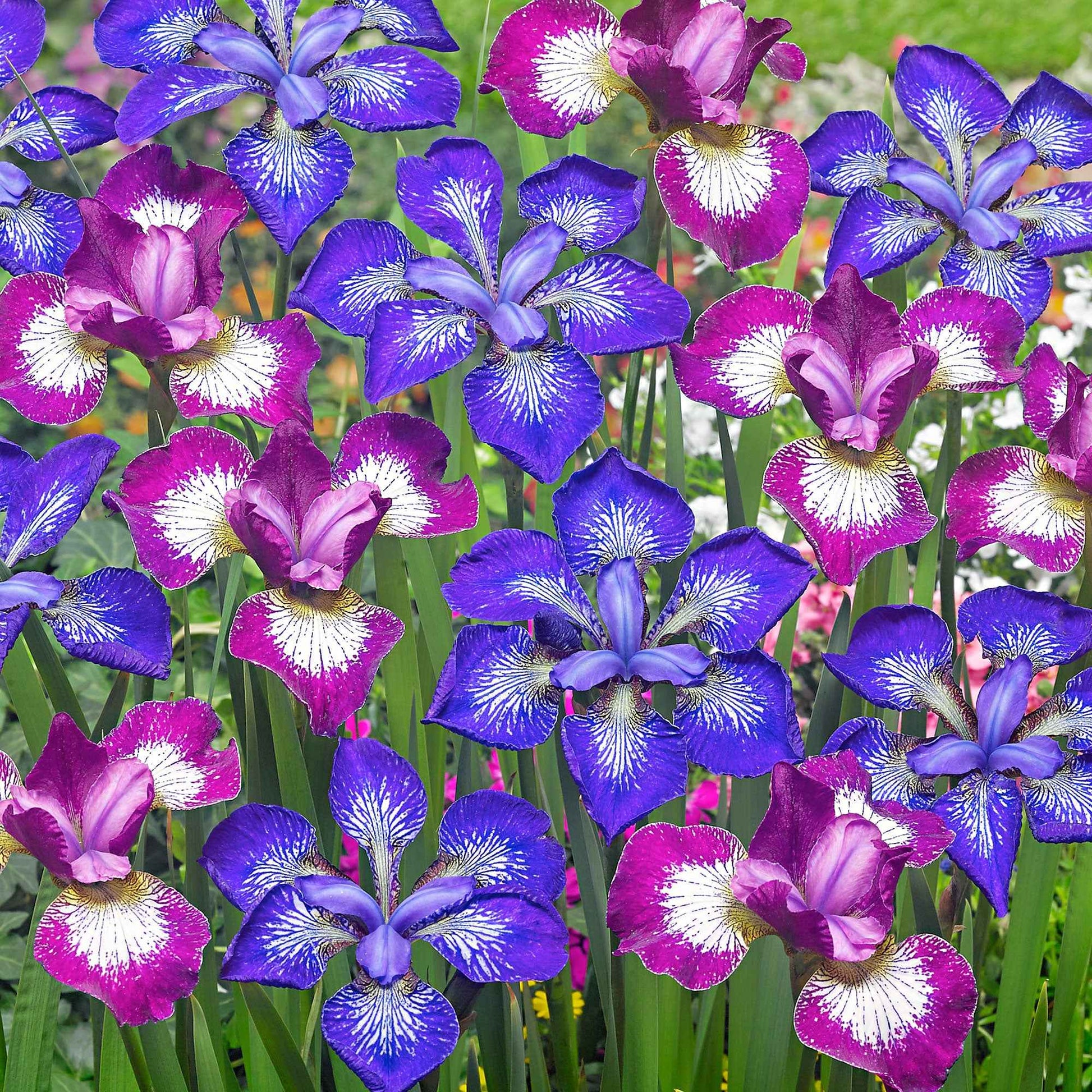 3x Siberische iris - Mix Star - Bare rooted - Winterhard - Bloeiende tuinplanten
