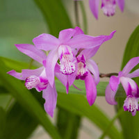 Japanse orchidee Bletilla straita roze - Oeverplant - Alle waterplanten
