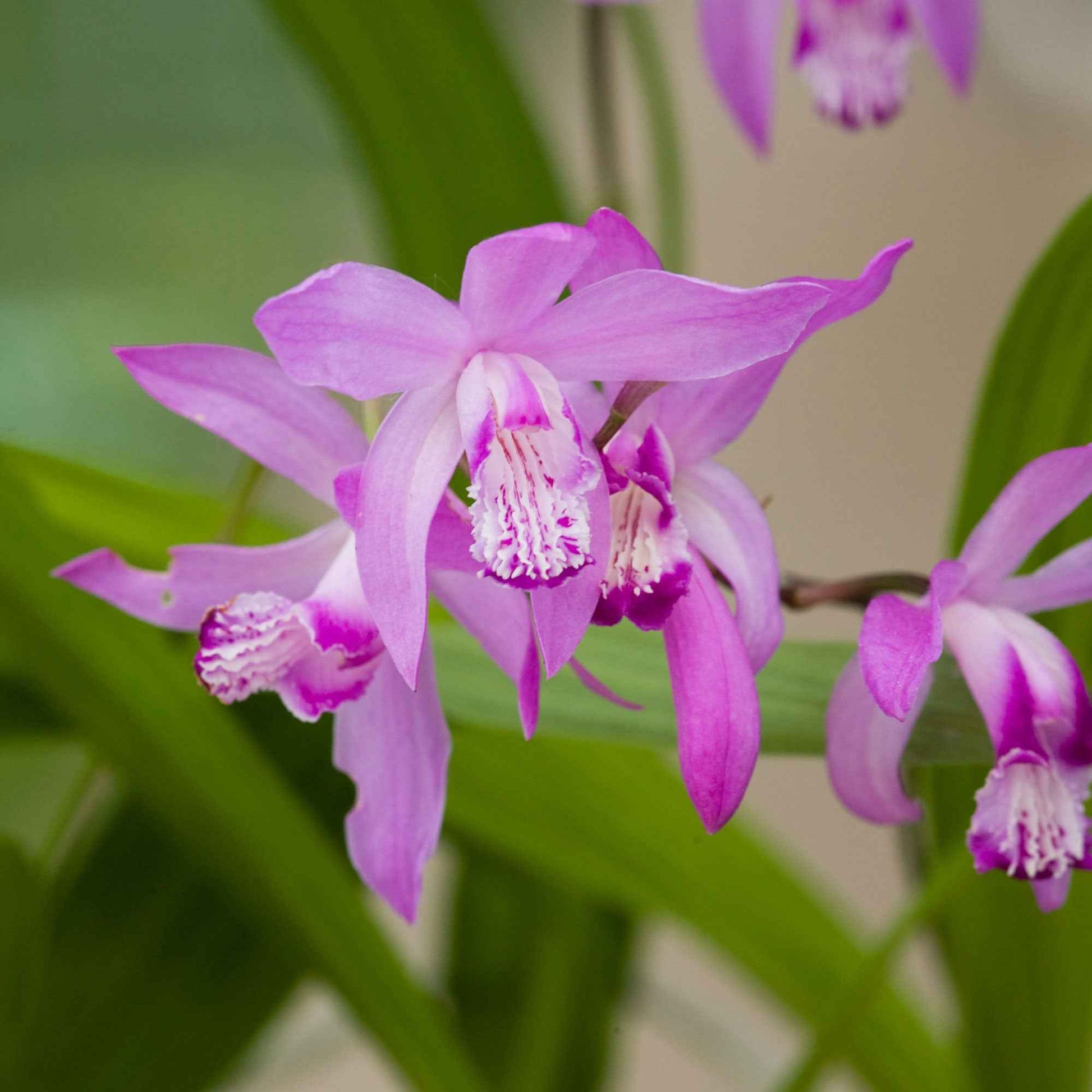 Japanse orchidee Bletilla straita roze - Oeverplant - Natuurvijver