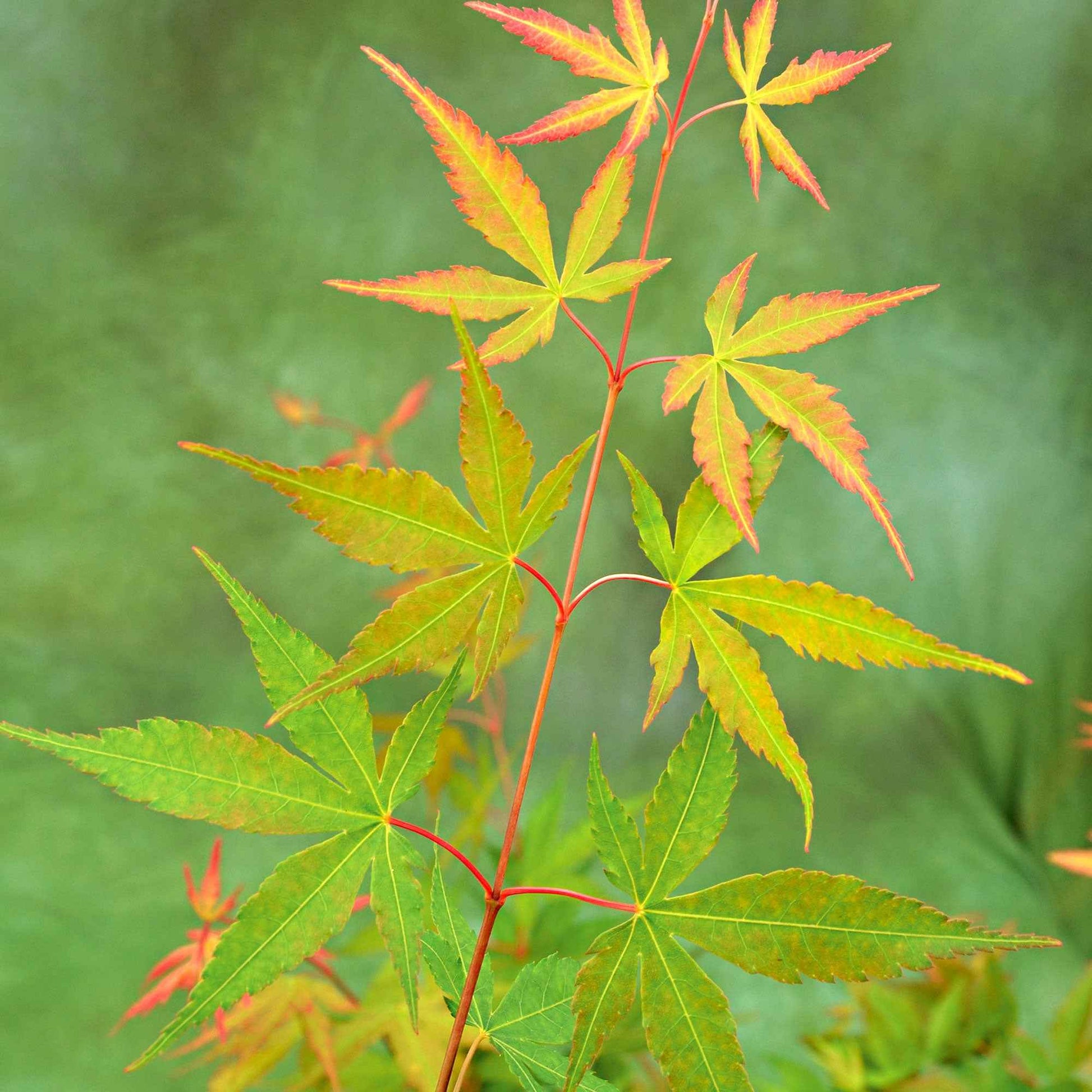 Japanse esdoorn Acer Sangokaku groen-rood - Winterhard - Plant eigenschap