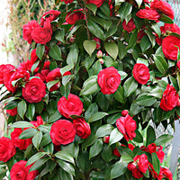 Camelia Camellia japonica Black Lace rood incl. sierpot - Winterhard - Groenblijvende heesters
