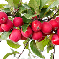 Appelboom Malus Appletini rood - Winterhard - Fruit