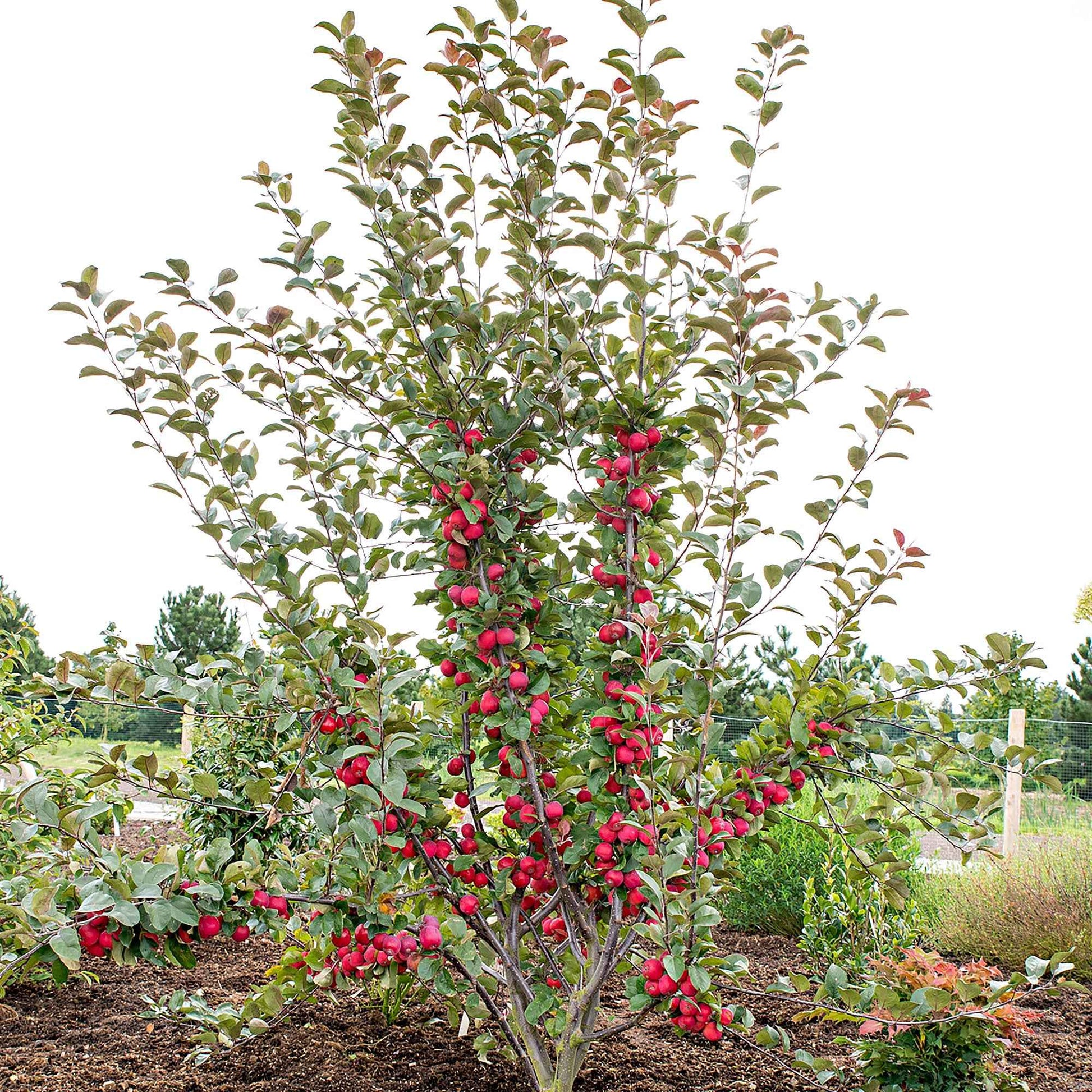 Appelboom Malus Appletini rood - Winterhard - Appels
