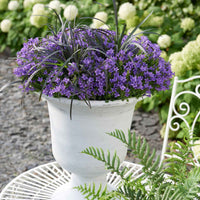Campanula Adansa Purple Paars - Winterhard - Bloeiende tuinplanten