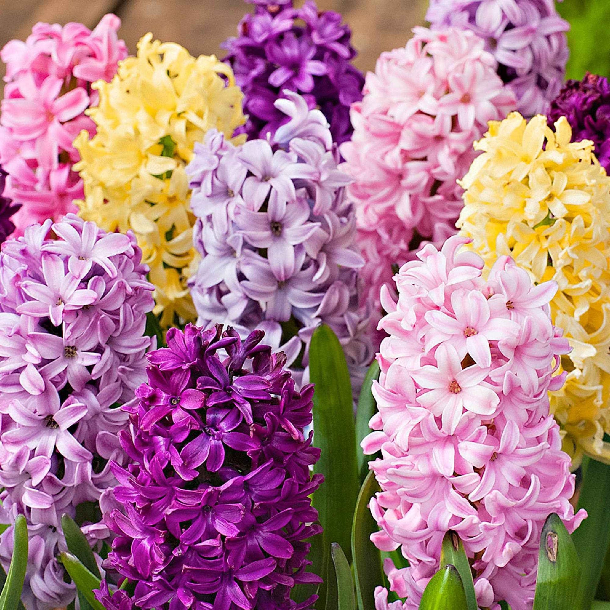 15 Hyacint Dutch Spring Gemengde kleuren - Alle populaire bloembollen