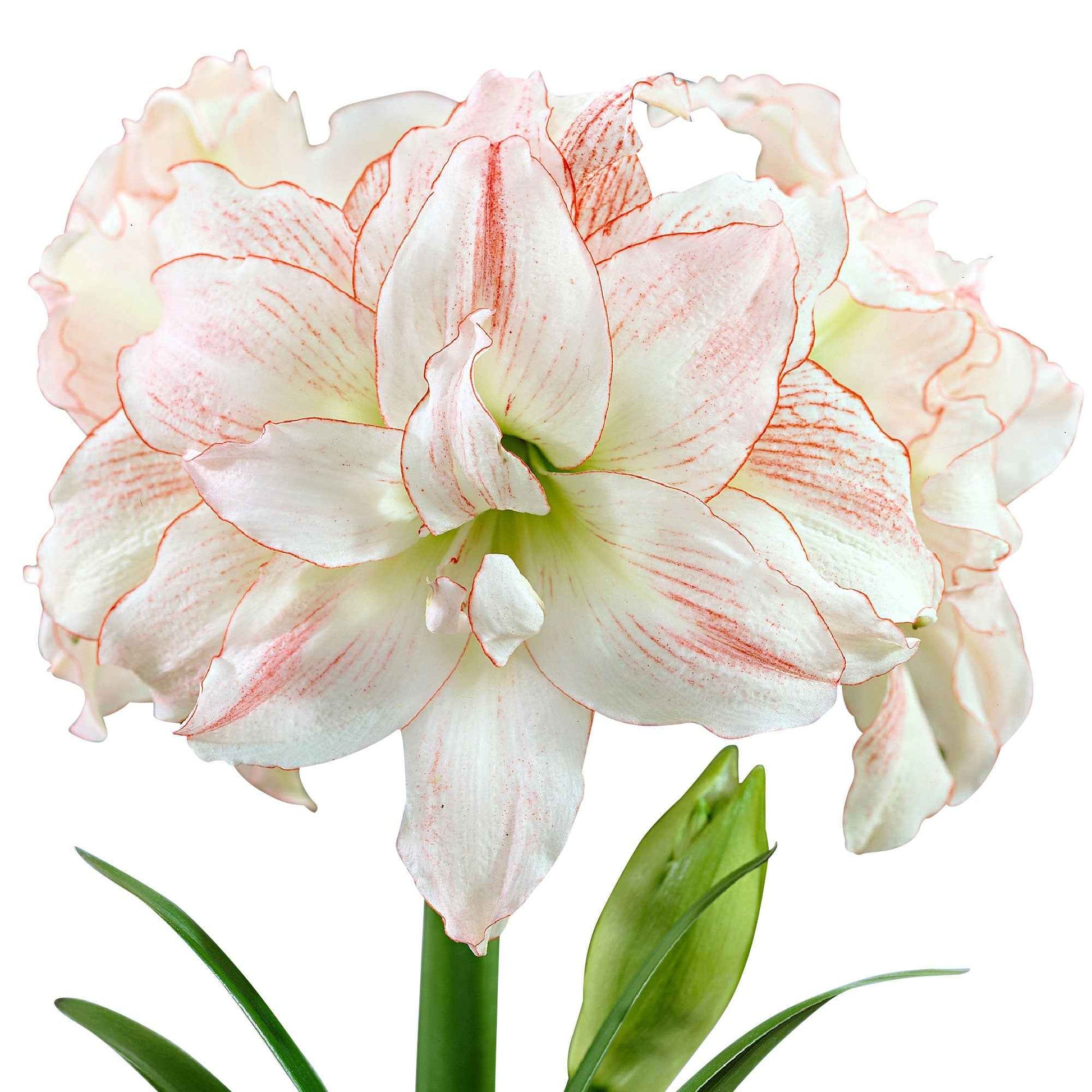 Amaryllis Aphrodite roze-wit - Alle bloembollen
