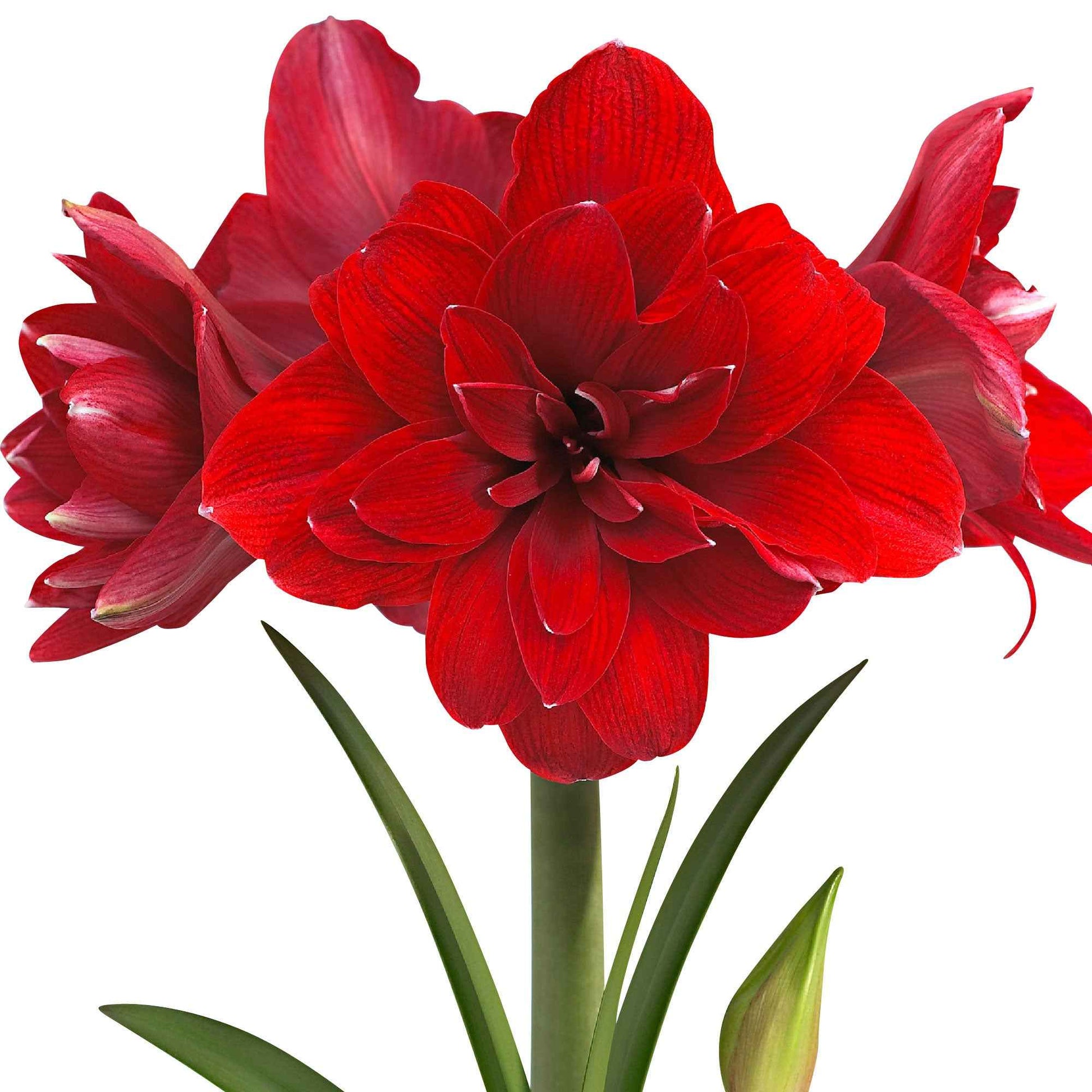 Amaryllis Double Dragon rood - Alle bloembollen