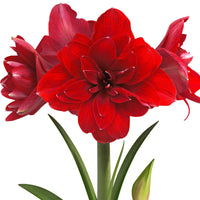 Amaryllis Double Dragon rood - Alle populaire bloembollen