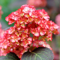 Boerenhortensia Hydrangea Rosso Glory Rood - Winterhard - Boerenhortensia
