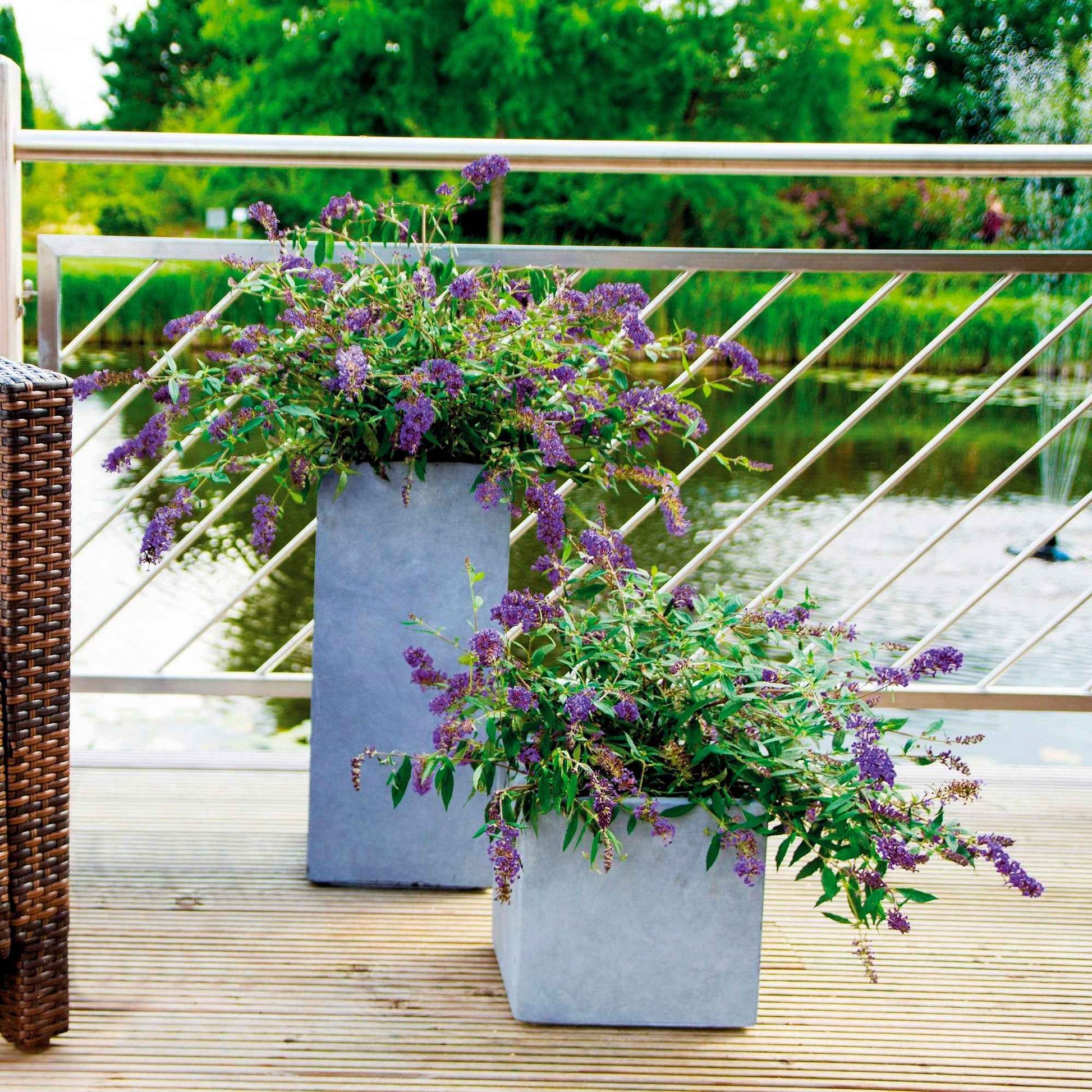 Vlinderstruik Lilac Turtle - Alle bloeiende tuinplanten