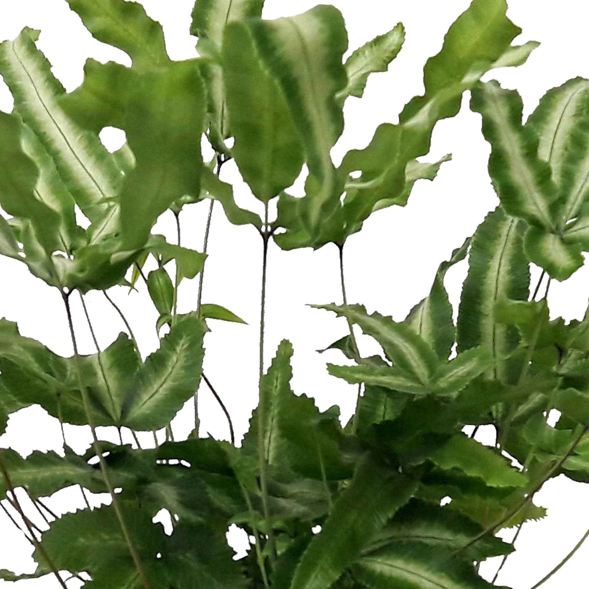 Vleugelvaren Pteris albolineata - Huiskamerplanten