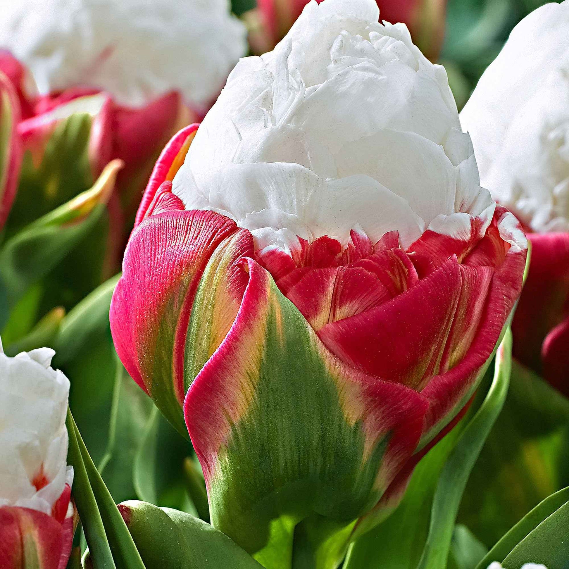 7x Dubbelbloemige tulpen Tulipa Ice Cream wit-roze - Bloembollen