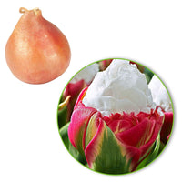 7x Dubbelbloemige tulpen Tulipa Ice Cream wit-roze - Alle populaire bloembollen