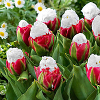 7x Dubbelbloemige tulpen Tulipa Ice Cream wit-roze - Populaire bloembollen