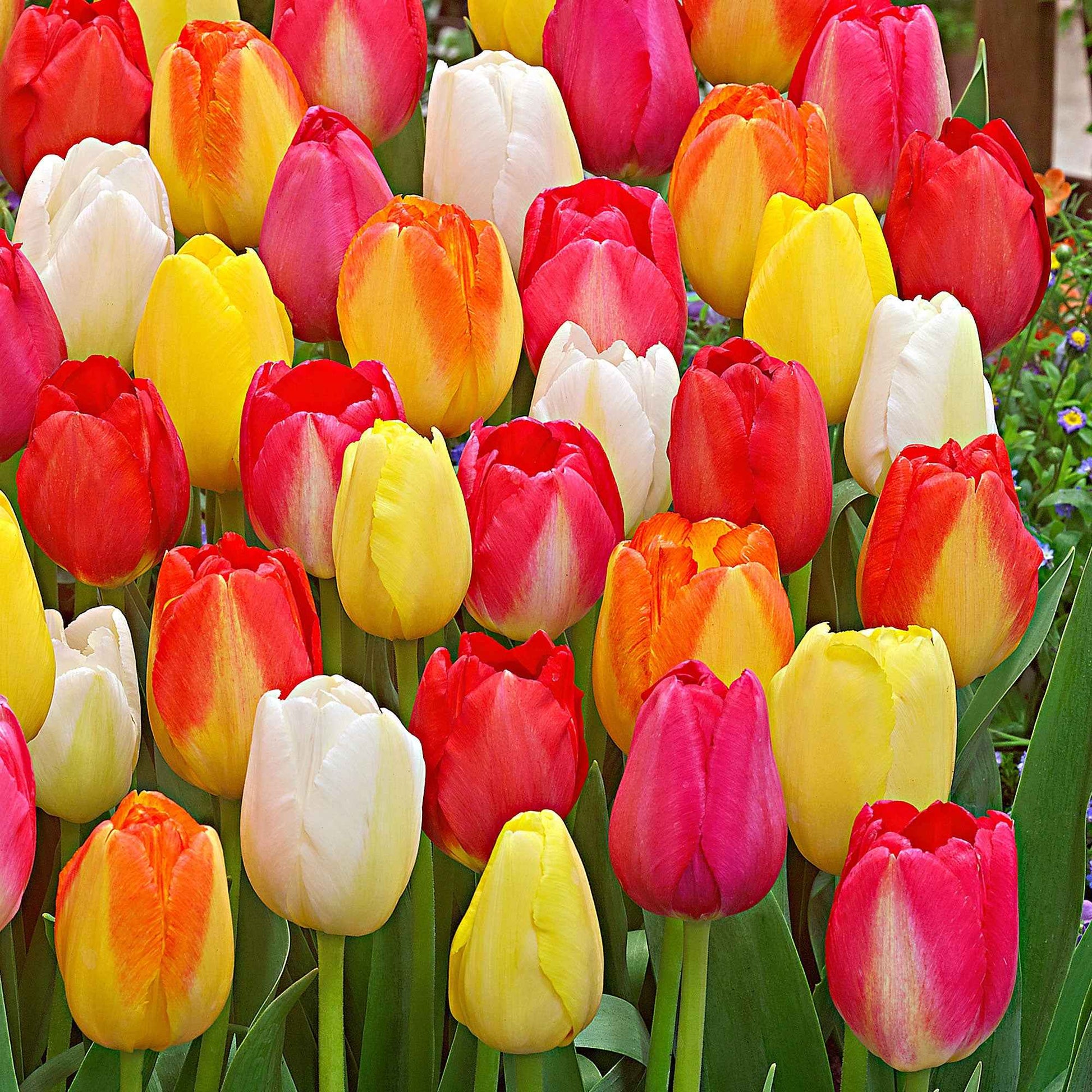 15x Tulpen Tulipa - Mix Festival - Alle populaire bloembollen