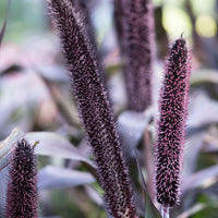 Lampenpoetsersgras Purple Baron - Winterhard - Alle vaste tuinplanten