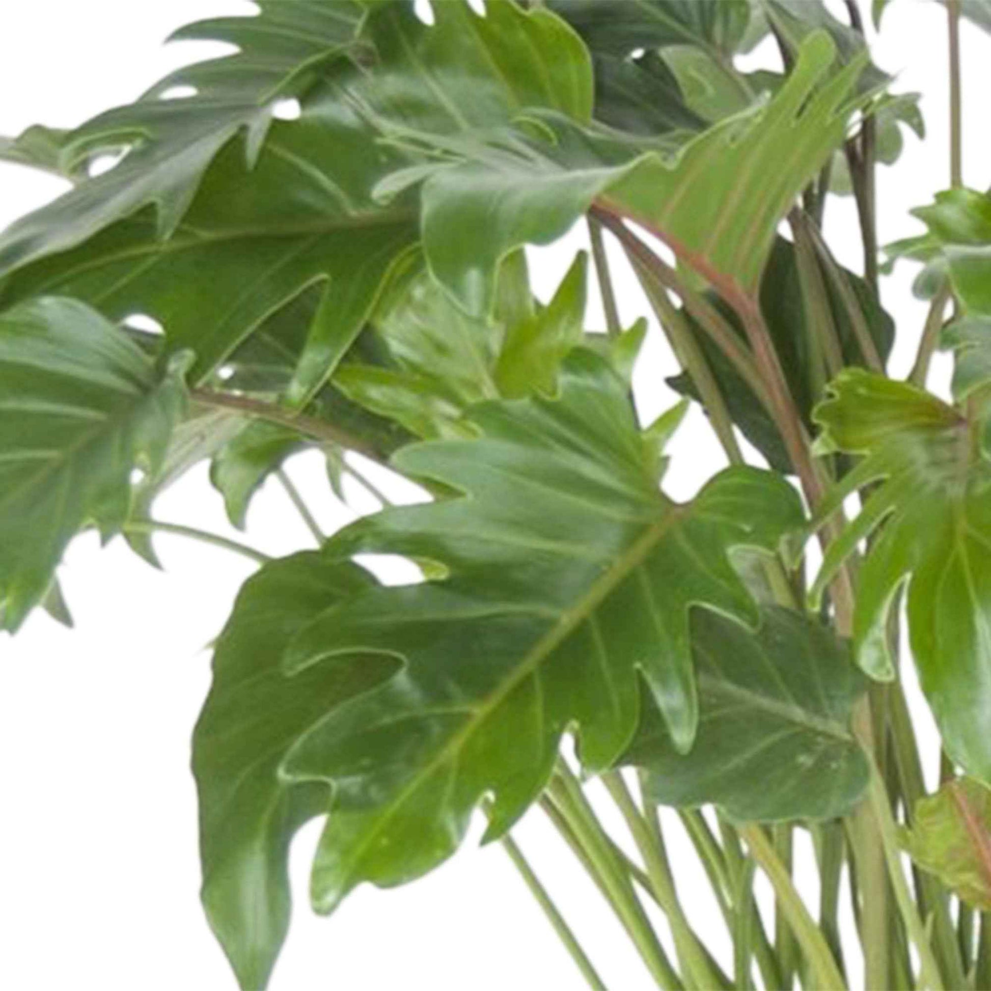 Philodendron xanadu - Groene kamerplanten
