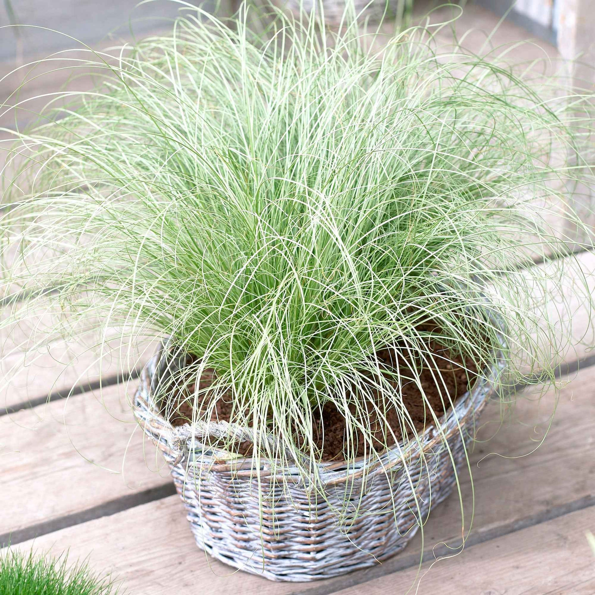 2x Zegge Carex Frosted Curls groen-wit incl. sierpot zwart - Alle tuinplanten in pot