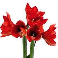 Wax Amaryllis bruin incl. herfstkrans - Alle populaire bloembollen