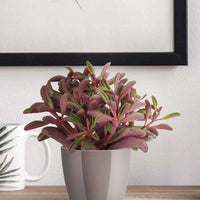 Peperplantje Peperomia graveolens - Alle makkelijke kamerplanten