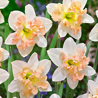 15x Narcissen Narcissus Palmares wit-roze - Alle bloembollen