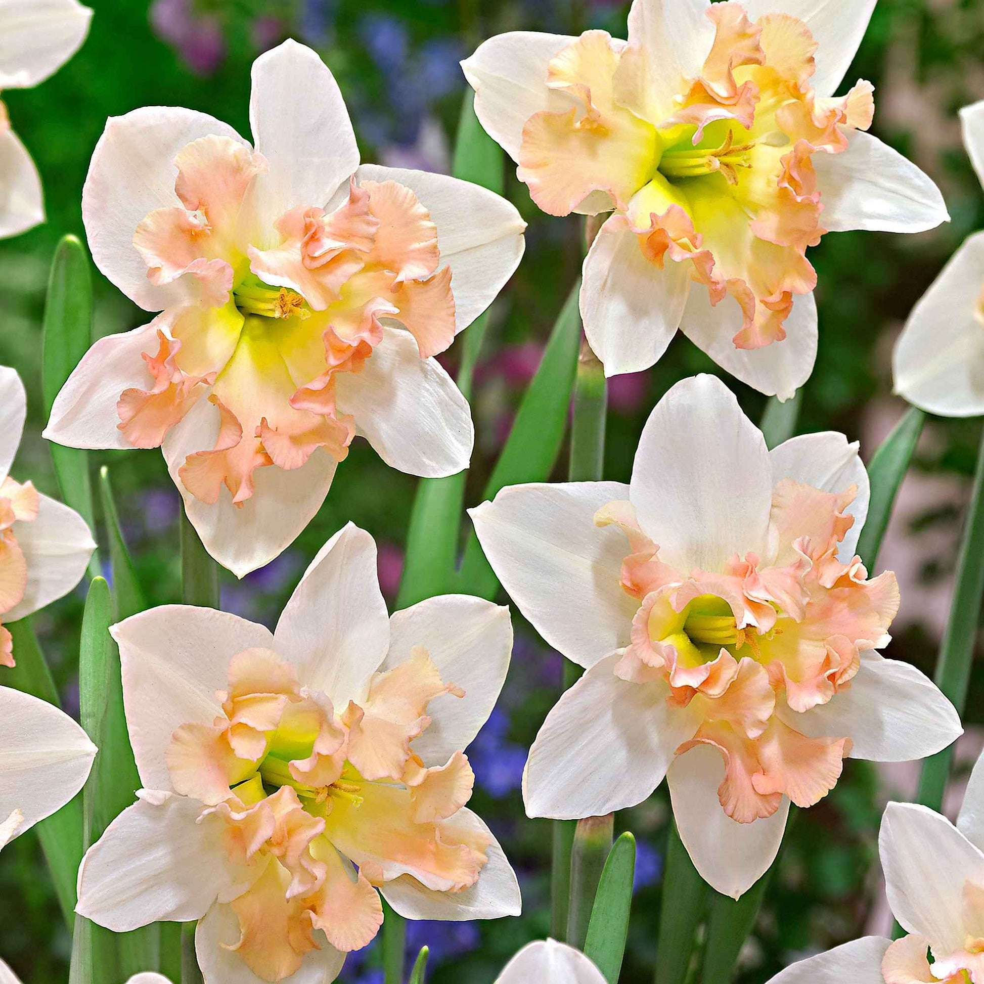 15x Narcissen Narcissus Palmares wit-roze - Alle populaire bloembollen