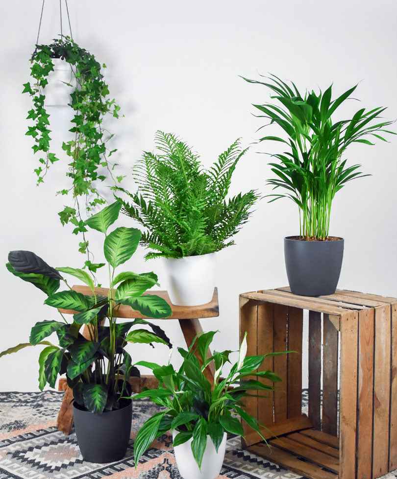 5x Luchtzuiverende planten - Mix - Groene kamerplanten