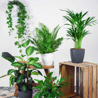 5x Luchtzuiverende planten - Mix - Huiskamerplanten