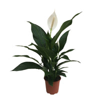 Lepelplant Spathiphyllum Bingo Cupido Wit incl. sierpot - Alle makkelijke kamerplanten