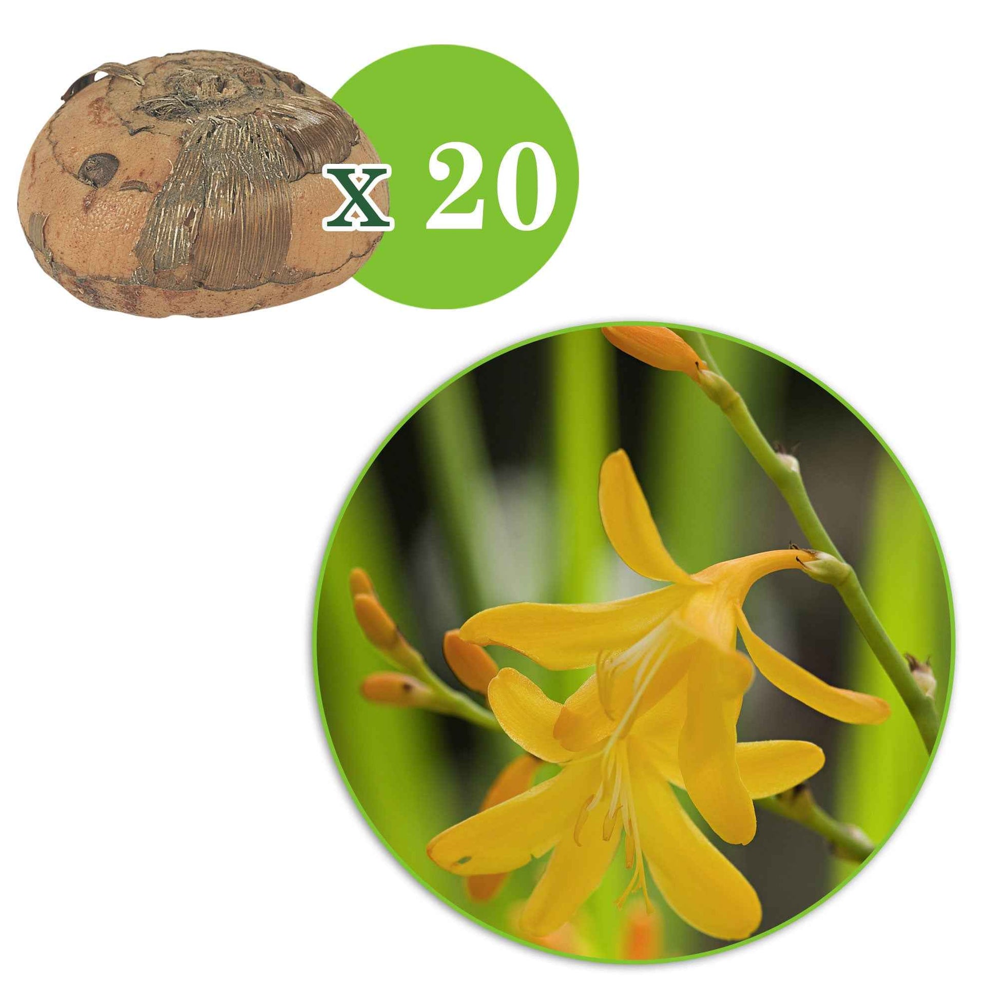 20x Crocosmia George Davidson geel - Alle bloembollen