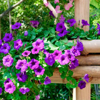 3x Petunia Dark Purple Paars - Balkonplanten