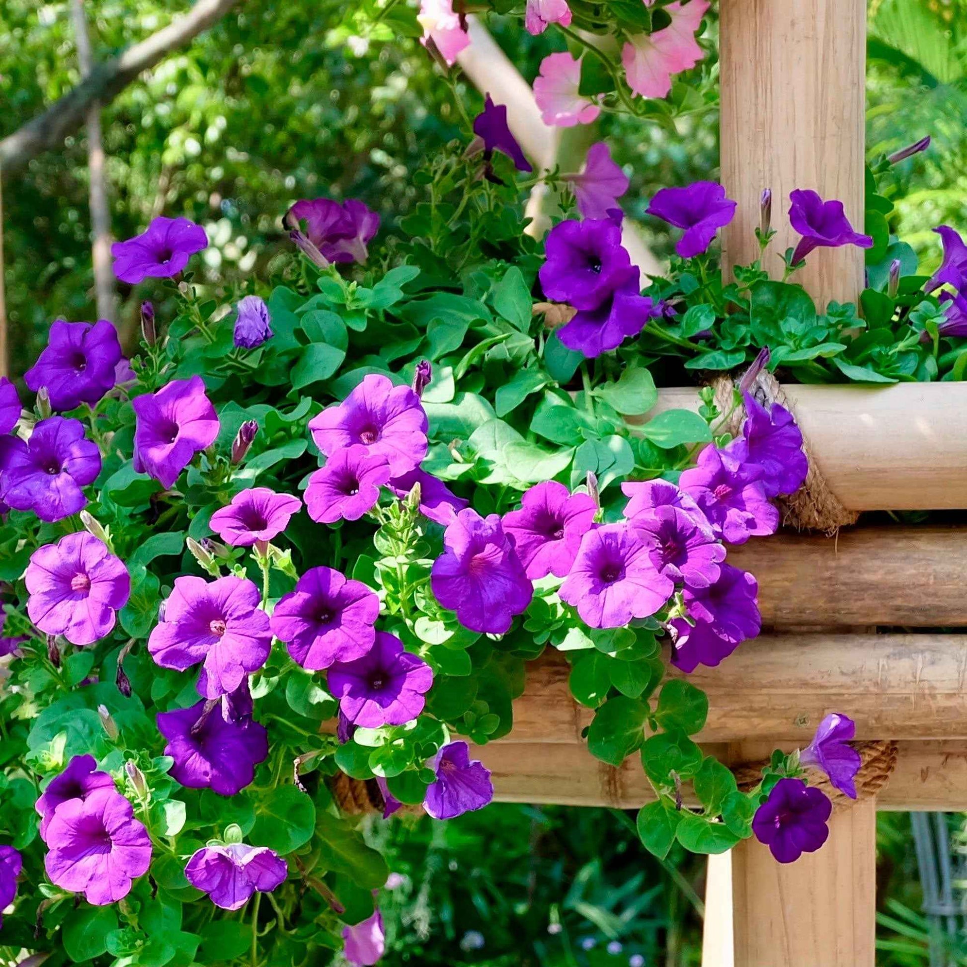 3x Petunia Dark Purple Paars - Bloeiende tuinplanten