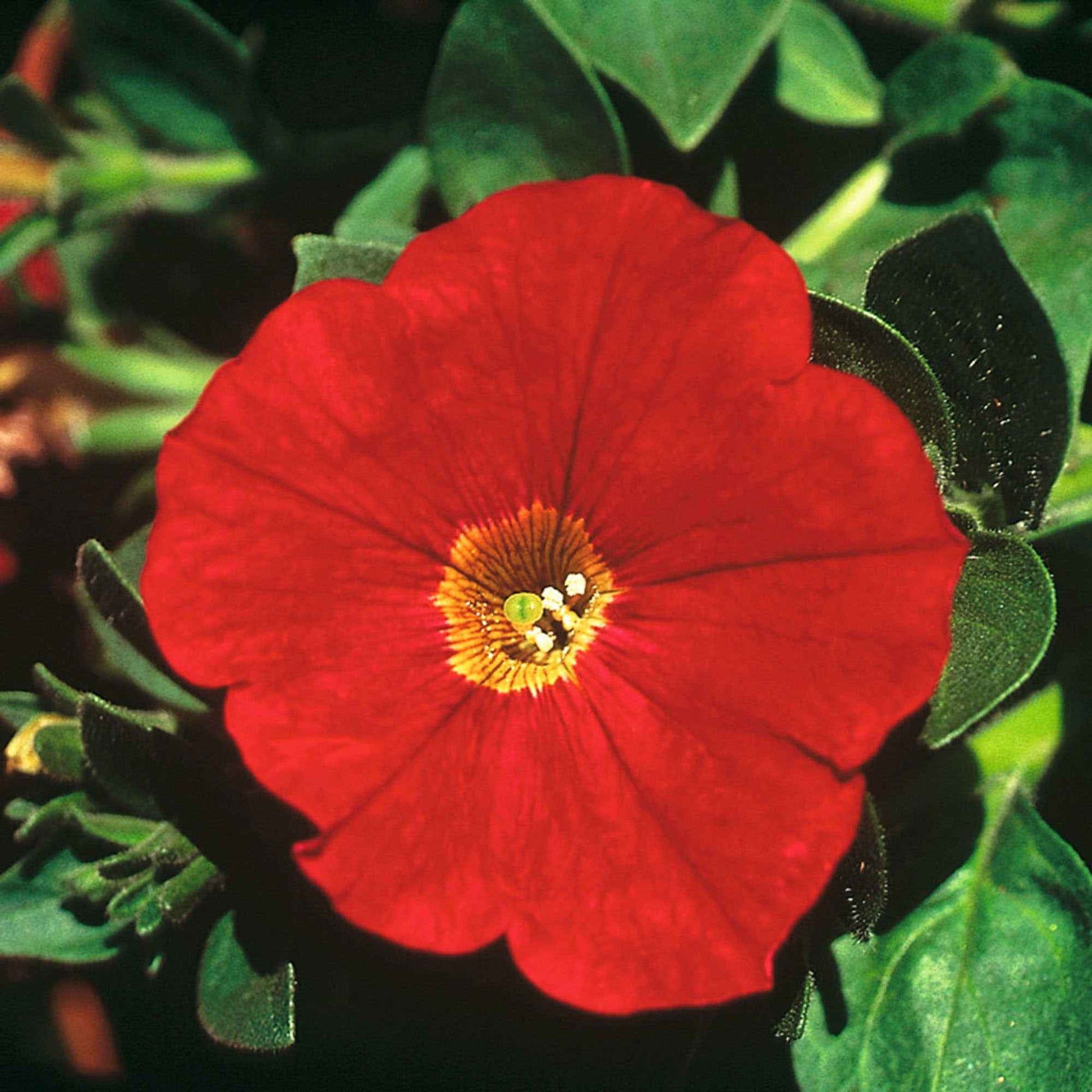 3x Petunia Red Rood - Hangplanten voor terras en balkon