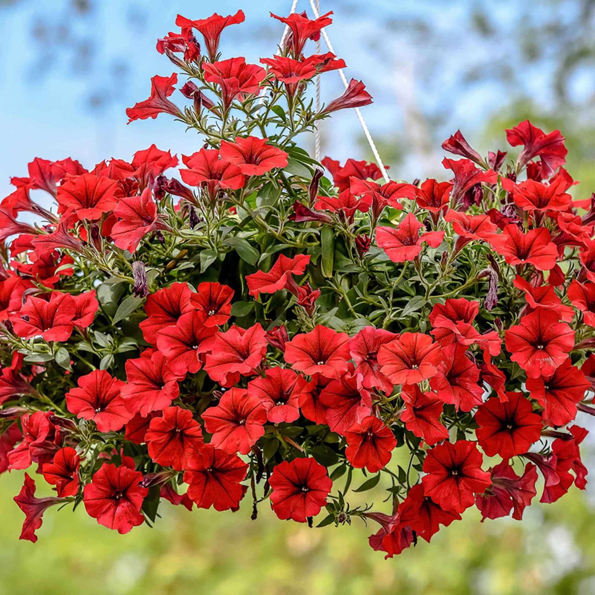 3x Petunia Red Rood - Balkonplanten