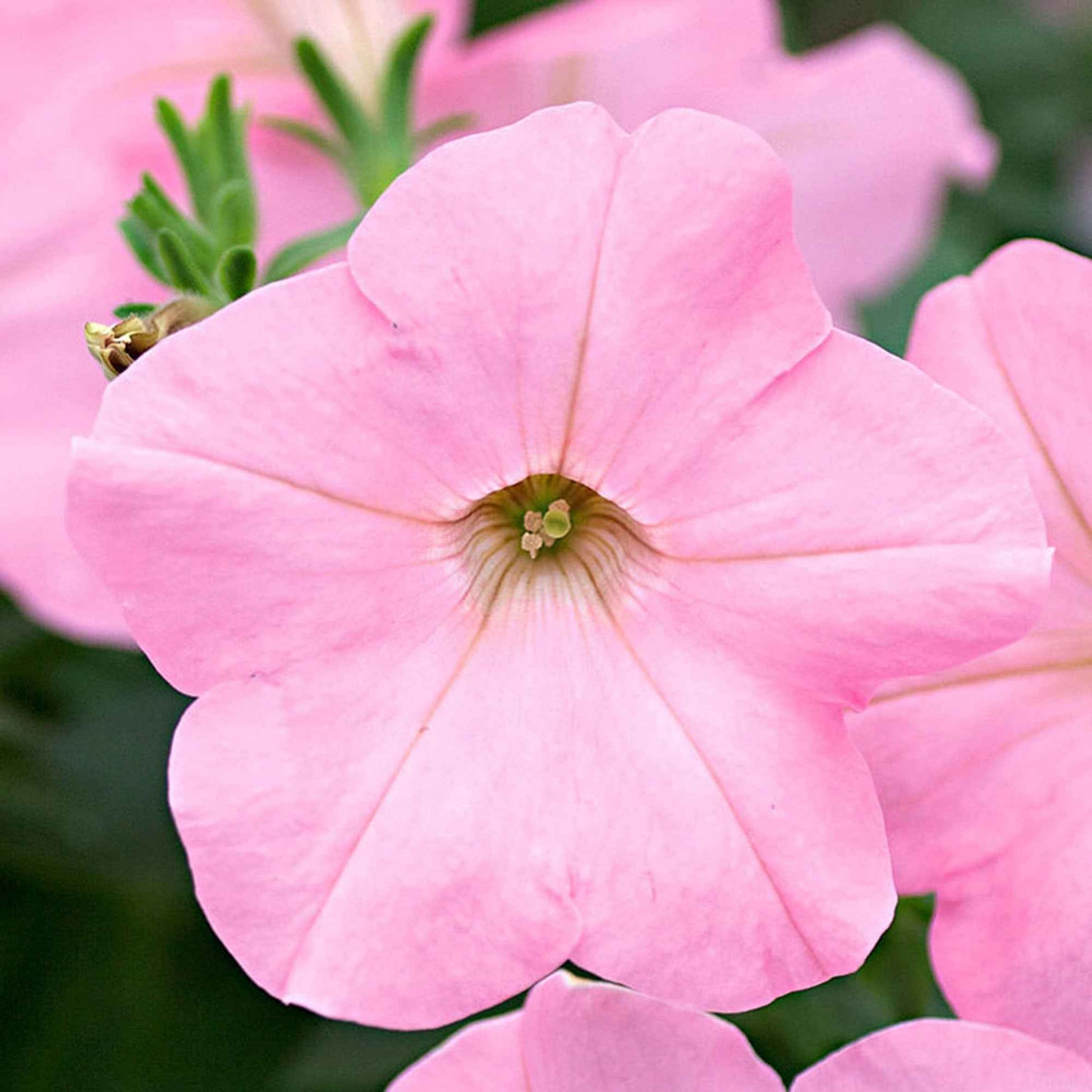 3x Petunia Soft Pink Roze - Hangplanten voor terras en balkon