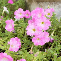 3x Petunia Soft Pink Roze - Bloeiende tuinplanten