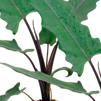 Olifantsoor Alocasia lauterbachiana - Huiskamerplanten